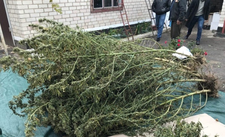 Батько працівника поліції вирощував на Херсонщині коноплю