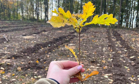На Кременеччині садять ліс