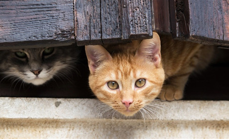 «Будинок для котів — не притулок! Не підкидайте чотирилапих» — просить Тетяна Рябець з Корюківки
