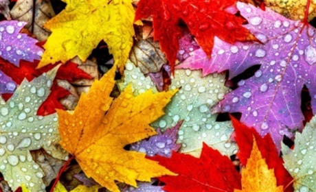 Хелловін, День української писемності та свято студентів: цікаві дати листопада