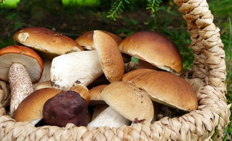 Рятувальники застерігають любителів тихого полювання бути обережними в «грибний сезон»