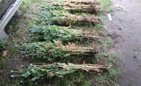 У мешканця Сватівського району вилучили 145 кущів маку: подробиці