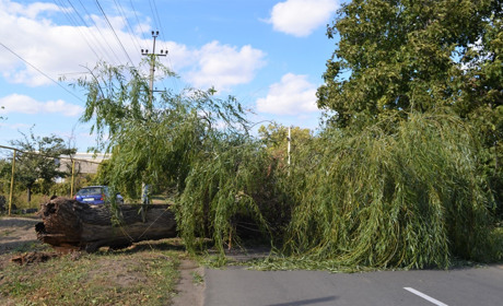 В Біляївці майже одночасно на різних вулицях на дорогу впали два дерева: ніхто не постраждав 