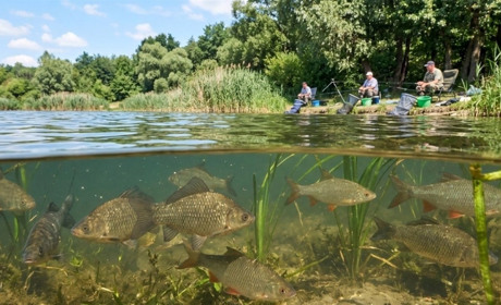 Риболовля під обмеженням: скільки триватиме нерестова заборона і який штраф