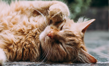 Плюсы корма для кошек Royal Canin