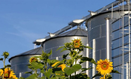 Бізнес із переробки соняшника, чому продавати сировину — це дорога в нікуди