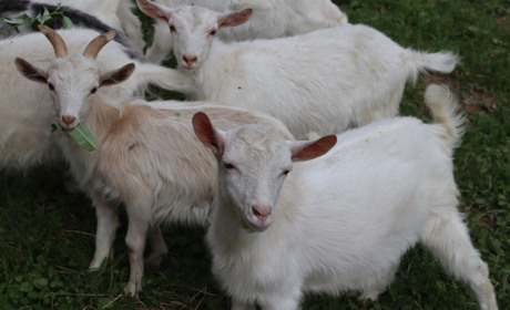 Гайда на козотерапію на екоферму Квасівської сироварні «Розенталь»!