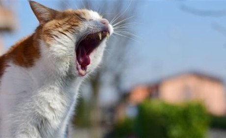 У Біляївці виявили 2 випадки сказу у домашніх котів: небезпека для людей в тому, що вакцини обмаль