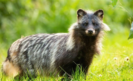 Єнотовидний собака, хворий на сказ, забіг у двір на Звягельщині