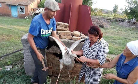 У Гущинцях люди врятували лелеку: витягли птаха з димаря