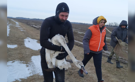На Переяславщині в річці замерзли лебеді, люди врятували їх із крижаної пастки