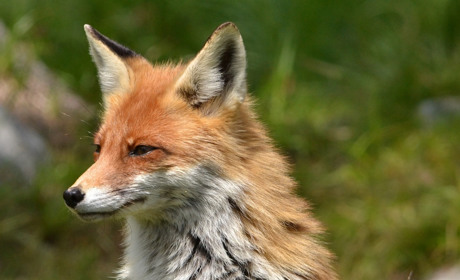 У Сватівському районі вакцинують від сказу диких тварин: як це відбувається