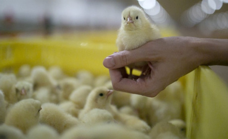 У Кураховому видаватимуть гуманітарну допомогу курчатами-бройлерами. За яких умов нададуть птицю