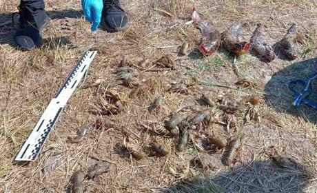 Браконьєр з Біляївки заплатить 160 тис штрафу за незаконний вилов риби на річці Турунчук