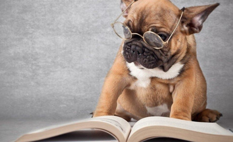 Чудернацькі закони різних країн світу: за які дивацтва можуть оштрафувати?