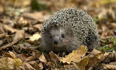 Погода на початку тижня: прогнозують синоптики Сумського та Українського гідрометцентрів