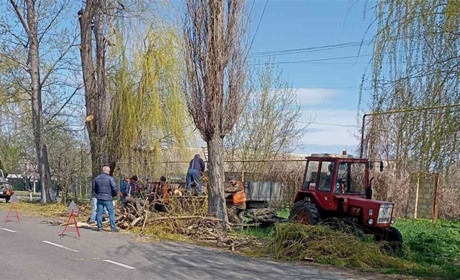 Плануєте висадити дерево біля будинку? Біляївська інспекція нагадує кілька важливих правил