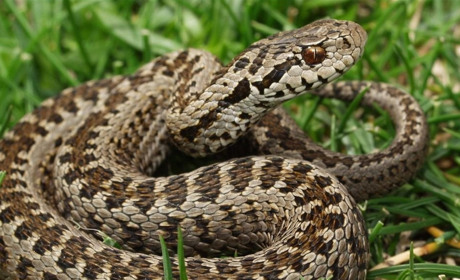 Змея укусила молодую беременную жительницу Мелитопольского района