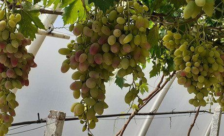 Гумиреактор против химии