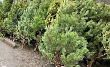 Які ціни на живі ялинки у Жовтих Водах: ми перевірили