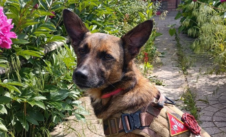 Добра і лагідна: історія собаки Еліс з Нікополя, яка тренується стати помічницею саперів