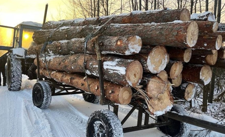 Порубка й перевезення лісу: у Сарненському районі зафіксували найбільше злочинів в області