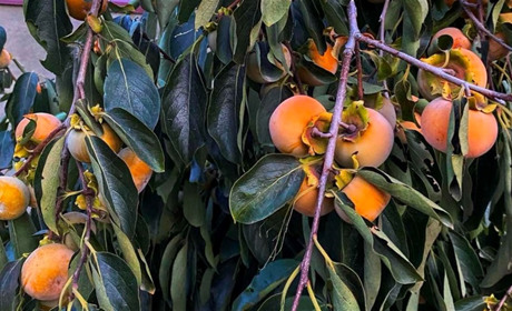 У Біляївці достигає ...хурма: біляївчанка Анна Рижова розповіла, як виростила екзотичний фрукт