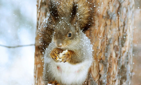 На вихідних дощитиме, а в понеділок засніжить: прогноз погоди на найближчі дні - 2-4 листопада