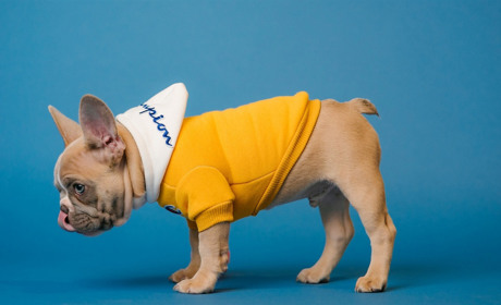 Разновидности одежды для собак