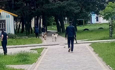 У Славуті відловлюють собак: вилов тварин проводиться гуманним способом