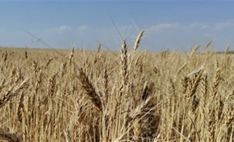 Хмельницька область увійшла до трійки лідерів України за виробництвом зерна