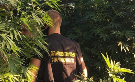 Молодик ростив коноплю у Веселому