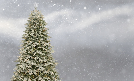 Живая или искусственная елка на Новый год? Статья-опрос