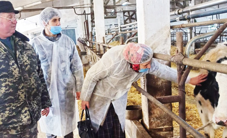 Три багатодітні сім'ї Корюківського району отримали нетелей з господарства Олексія Бутенка
