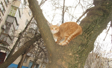 «И только кошка гуляет сама по себе и лишь по весне с котом» - сегодня у пушистиков праздник