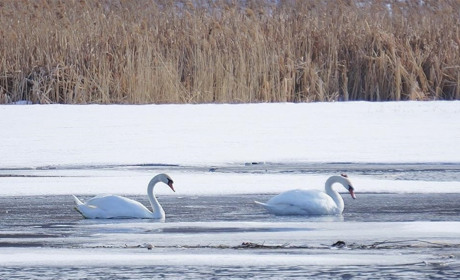 Лебеди попали в ледовый плен: как жители Мирненской громады спасали птиц