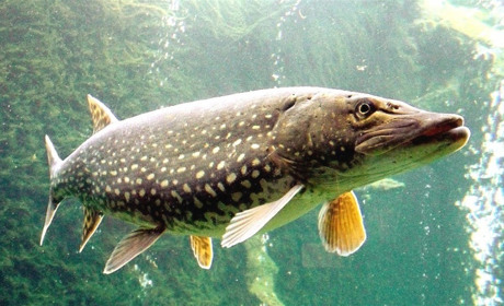 На території Вінницької області починає діяти заборона на вилов риби: де і коли