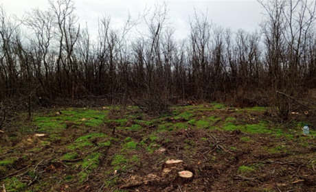 Понад 1 млн грн збитків: у П’ятихатській громаді незаконно зрубали 150 дерев