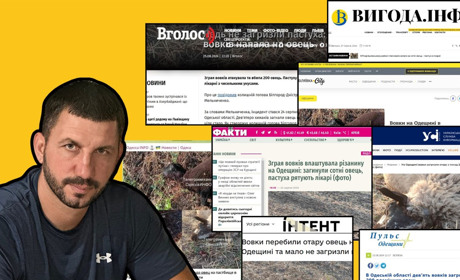 І хто тут скажений хижак: як 9 вовків могли знищити 200 овець — перевірка фактів, яку ми не зробили