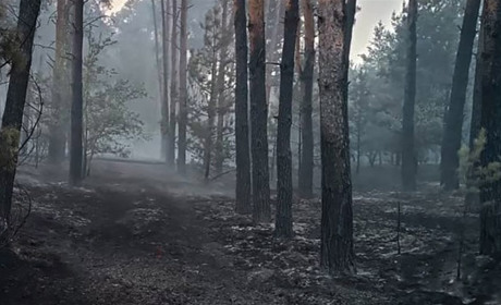 На півдні України розпочався пожежонебезпечний період: лісівники закликають бути обережними
