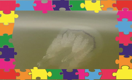 Нові пазли чекають! Чому не вистачає ваших світлин?