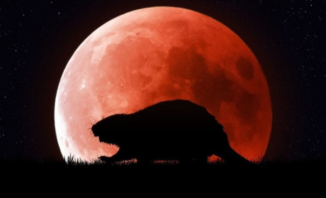 "Бобровий супермісяць": завтра, 5 листопада, українці можуть побачити найяскравішу повню