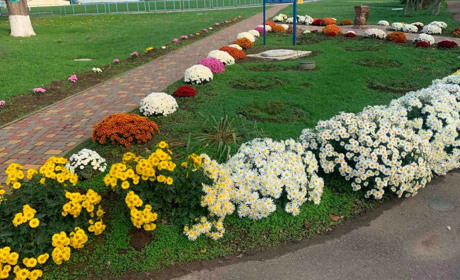 У Біляївці висадили нові рослини й оновили спортмайданчик: долучилися футболісти та містяни