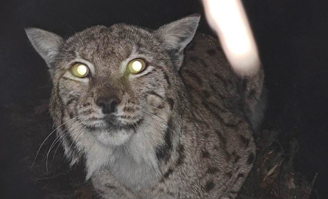 На Закарпатті фонд WWF-Україна розпочав онлайн-моніторинг життя рисі Станіслава