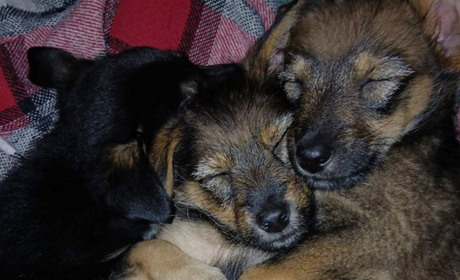 Шукають дім і родину барські котики та собаки: подаруйте їм любов або підтримайте фінансово на їжу