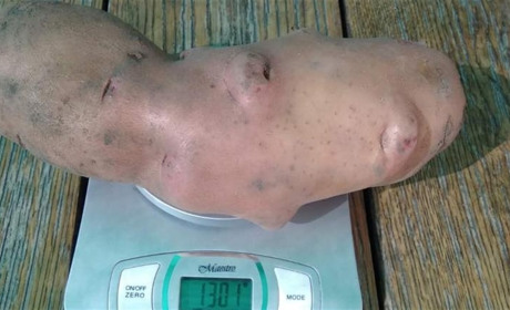 Одна картоплина заважила 1300 грамів. Корюківчанин Віктор Саченко про цьогорічний, «воєнний», врожай