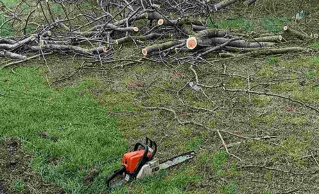 Сокира замість дозволу: під Мигією виявили понівечену лісосмугу