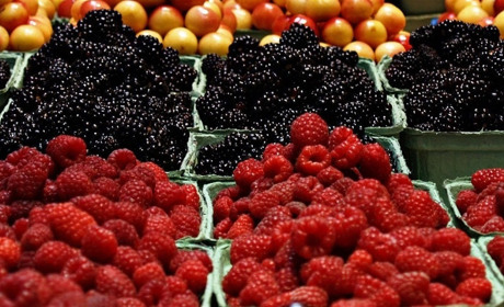 Компанія Barberry приймає свіжі ягоди по всій Україні: можливий самовивіз