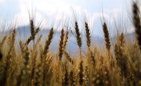 Аграрії Сватівщини можуть отримати гроші від «Аграрного фонду» під врожай 2020 року: на яких умовах