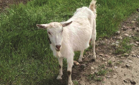 Чем Белка в хозяйстве пригодится. Выгодно ли держать козу?